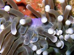 Commensal shrimp on anemone, Myanmar by Dawn Watson 